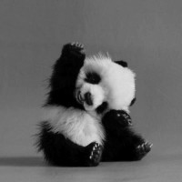 cute-baby-panda-200x200.jpg